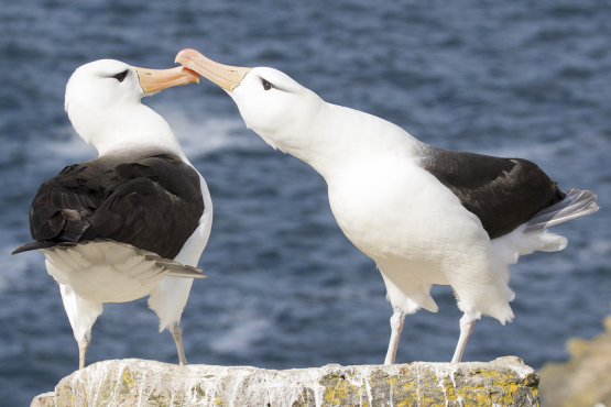 Black-browed Albatross