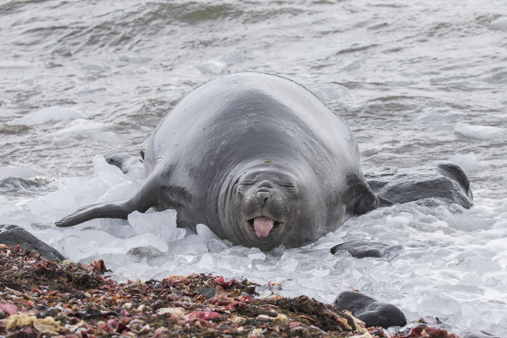 Elephant Seal