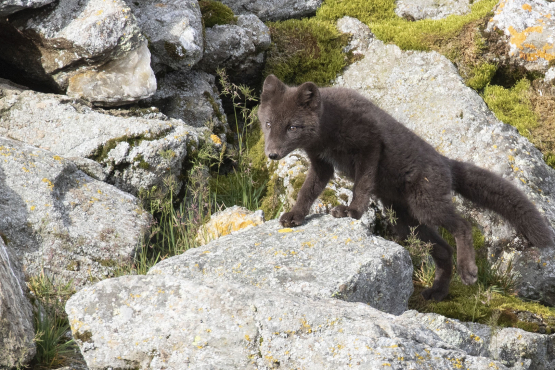 Arctic Fox