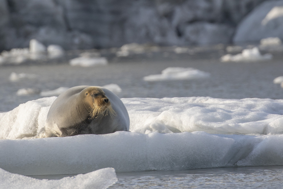 Bearded Seal