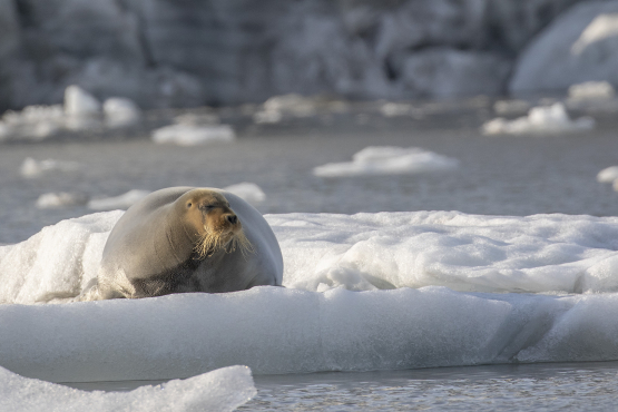 Bearded Seal