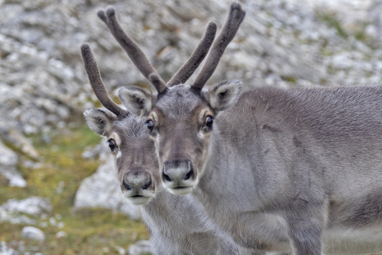 Reindeer