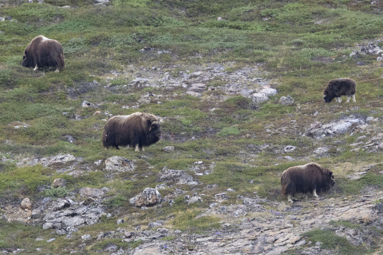 Muskox