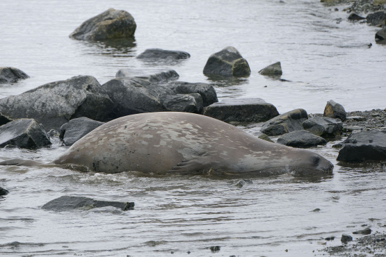 Weddell Seal