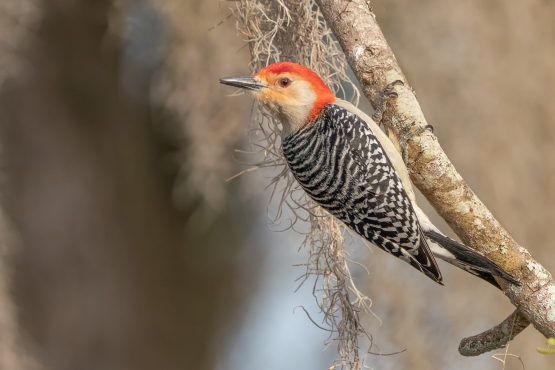 Red-bellied Woodpecker