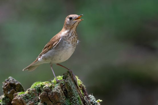 Veery