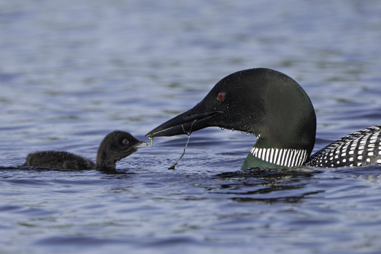 Common Loon