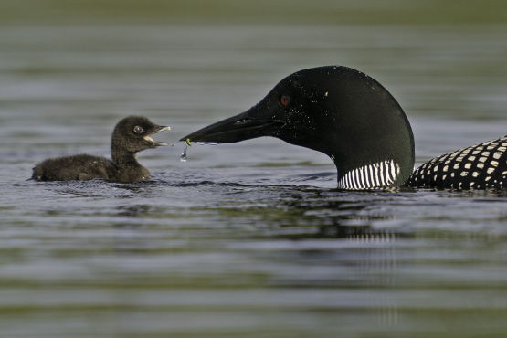 Common Loon