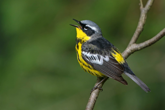 Magnolia Warbler