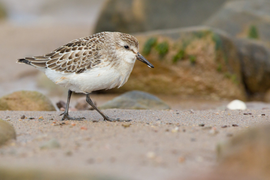 Semipalmated Sandpiper