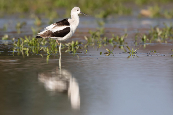 American Avocet