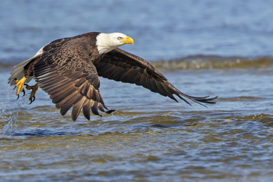 Bald Eagle