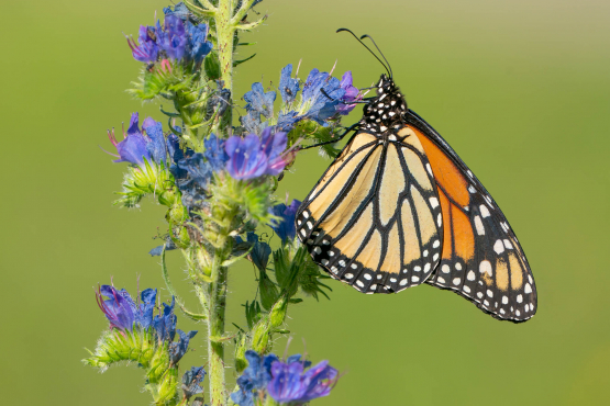 Monarch Butterfly