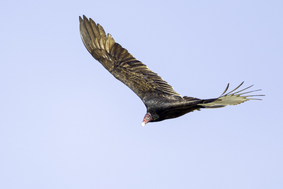 Turkey Vulture