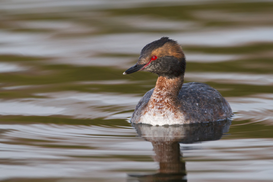 Horned Grebe