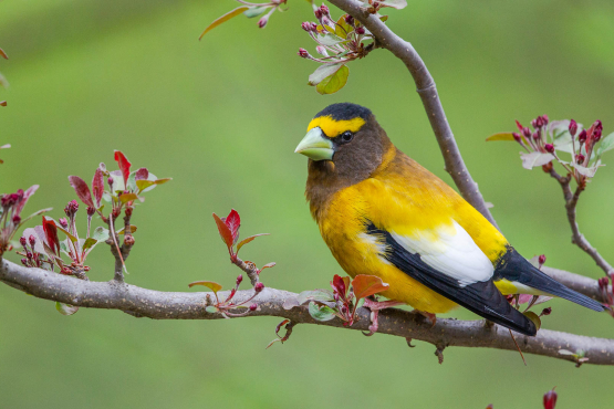 Evening Grosbeak