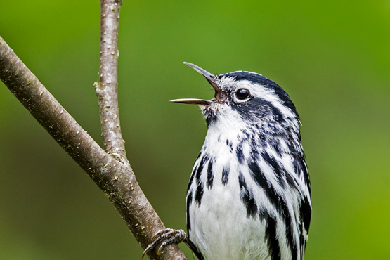 Black-and-white Warbler