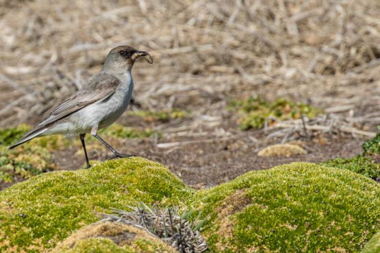 Dark-faced Ground Tyrant