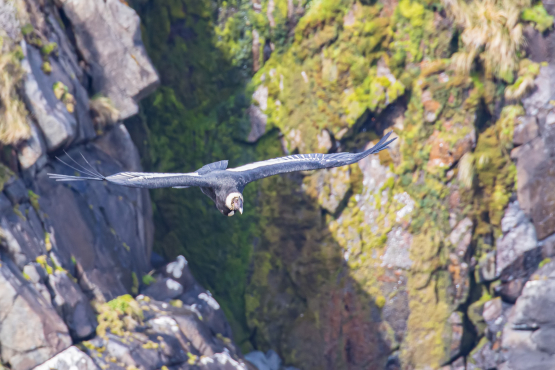 Andean Condor