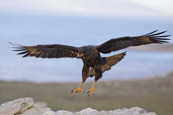 Striated Caracara