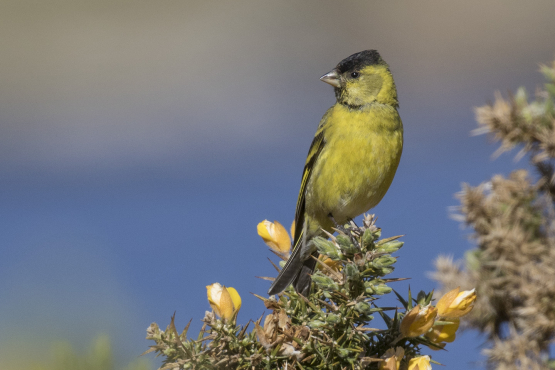 Black-chinned Siskin