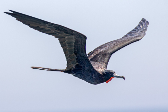 Magnificent Frigatebird