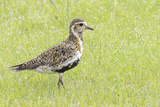 (European) Golden Plover
