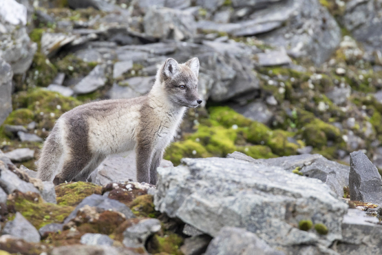 Arctic Fox