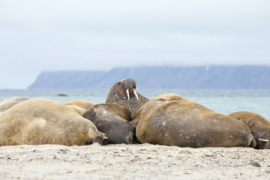 Walrus