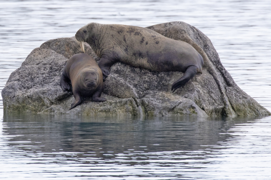 Walrus