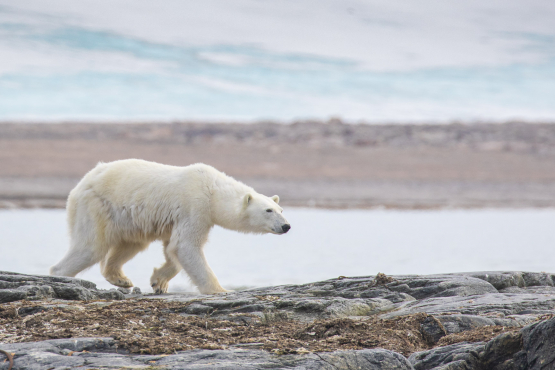 Polar Bear