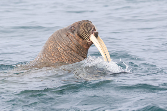 Walrus