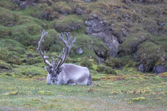 Reindeer