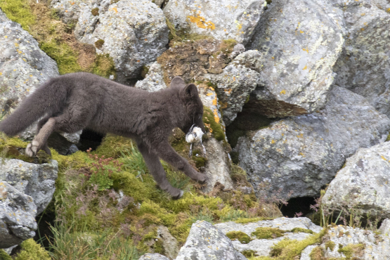 Arctic Fox