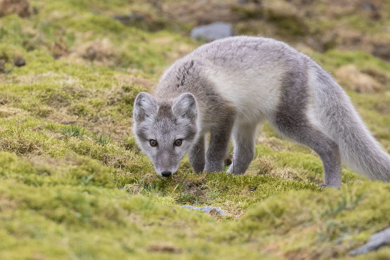 Arctic Fox