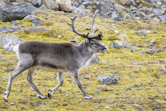 Reindeer