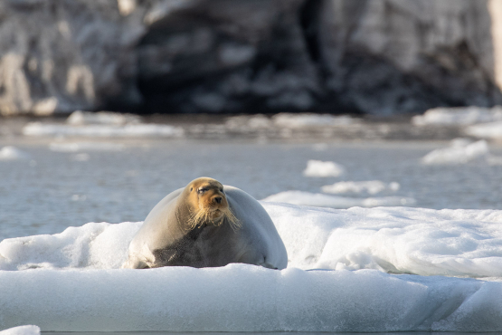 Bearded Seal