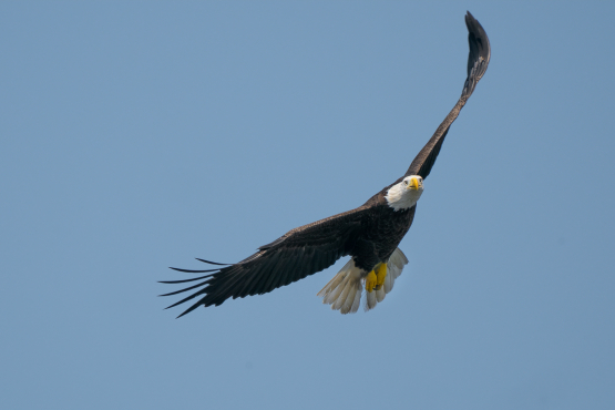 Bald Eagle