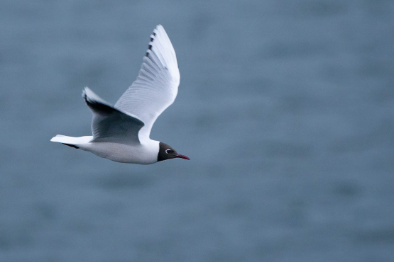 Brown-hooded Gull