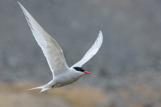 Antarctic Tern