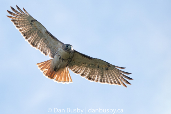 Red-tailed Hawk