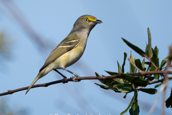 White-eyed Vireo