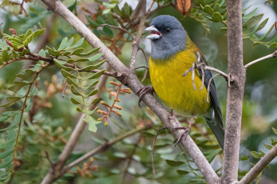 Patagonian Sierra-Finch