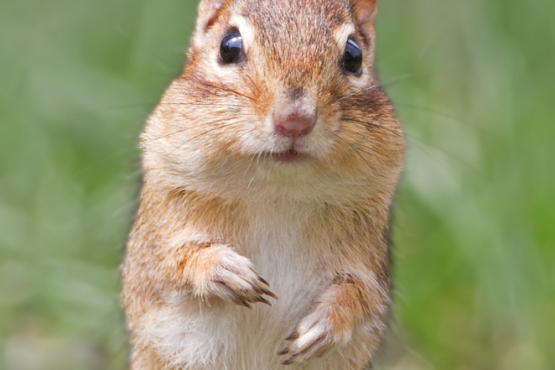 Eastern Chipmunk