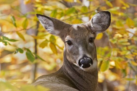 White-tailed Deer