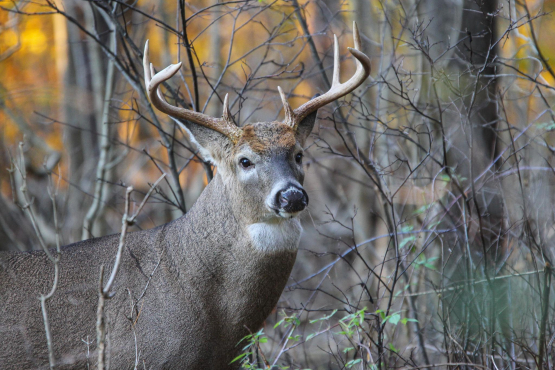 White-tailed Deer