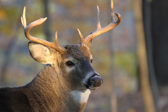 White-tailed Deer