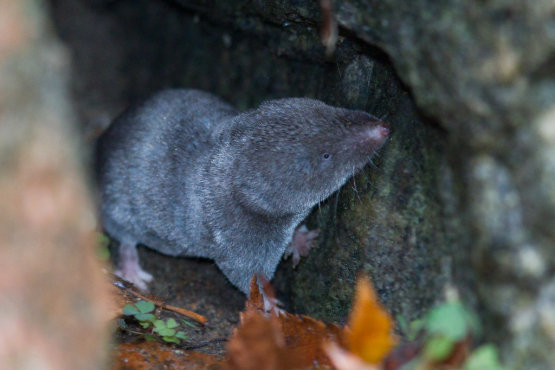 Short-tailed Shrew