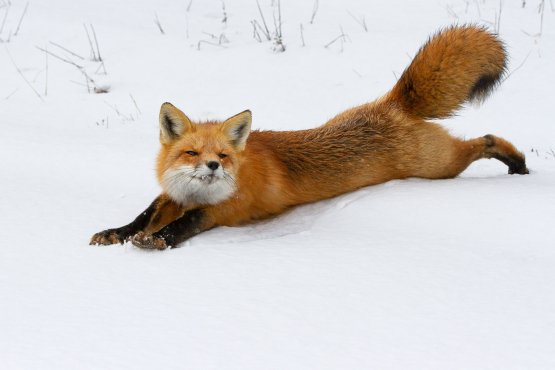 Red Fox