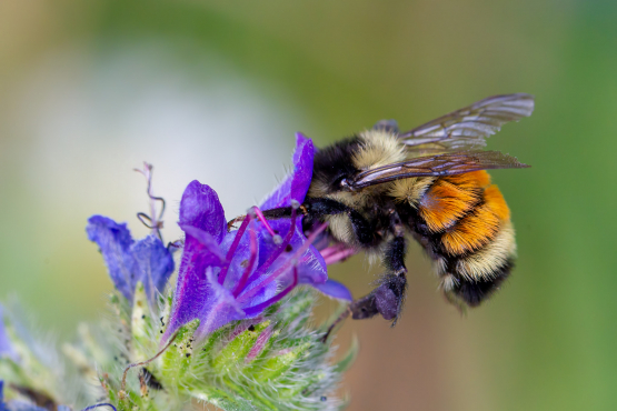 Bee